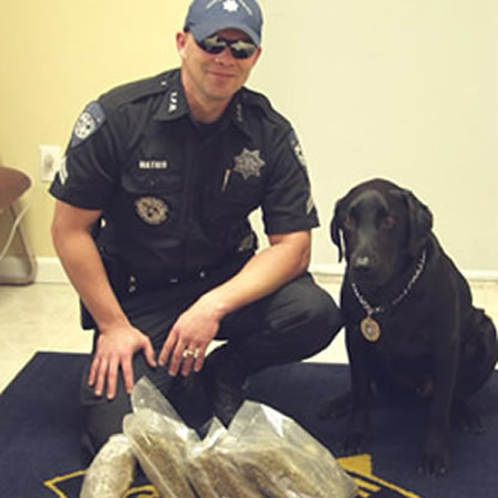 puppies fort lauderdale usk9 canine fort lauderdale dogs fort lauderdale academy puppies fort lauderdale usk9 canine fort lauderdale dogs fort lauderdale academy