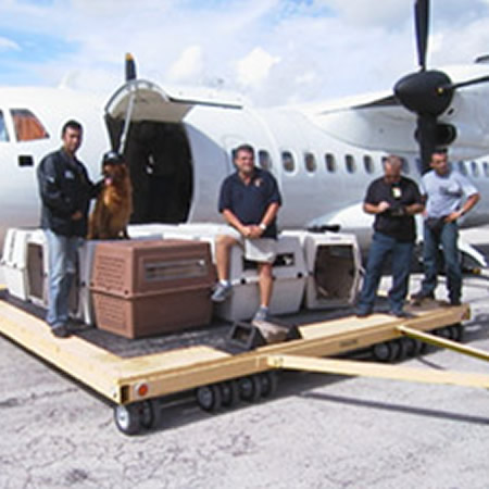 Police Dogs for Sale